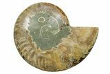 Cut & Polished Ammonite Fossil (Half) - Madagascar #354127-1